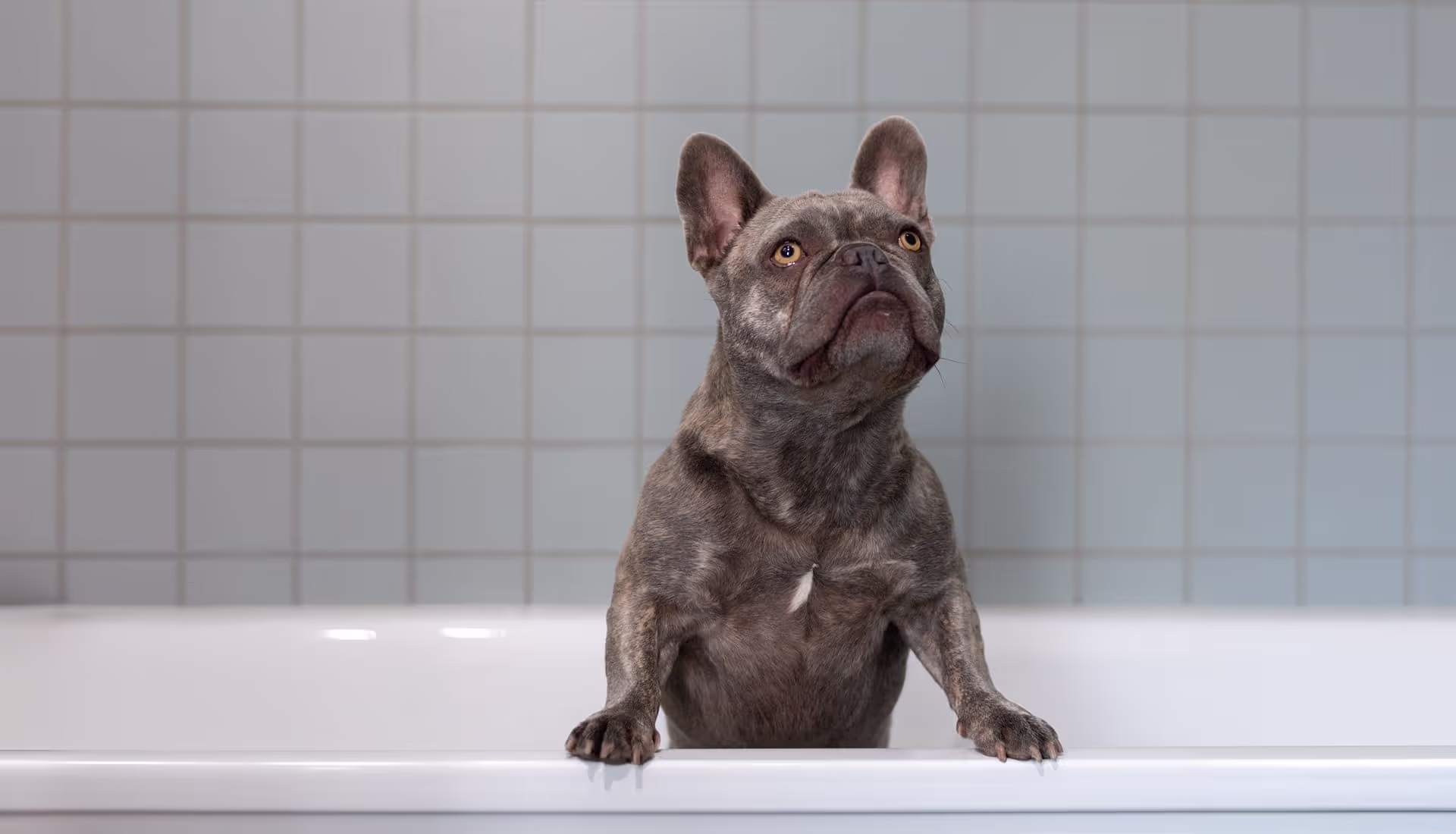 French Bulldog in bath.